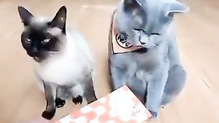 5193644901841488056_play.mp4_logo_GB.