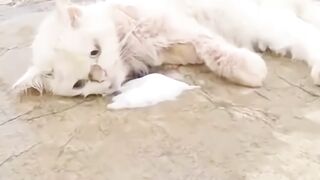 الراحمون يرحمهم الله♥️