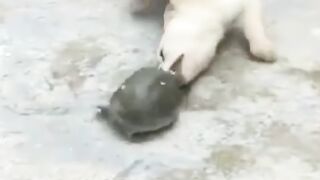 Dog Fighting 2