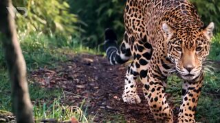 JAGUAR