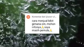 Kemana kita JUAL bibit lele hasil PRODUKSI apabila usaha di segmen pembenihan lele❓
