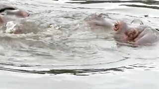 Animals video