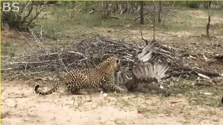 10+Sad+Moments+When+Eagles+Become+Prey-????