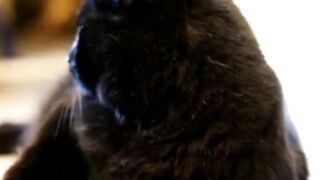 Animals facts video 2024