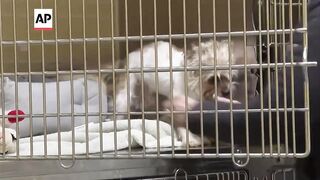 California dog missing since the summer found in Michigan.