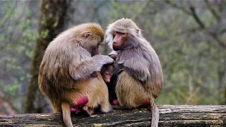 Monkey ???? Love ❤️ in family