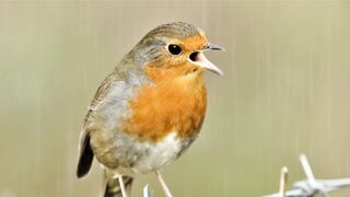 Relaxing Birdsong