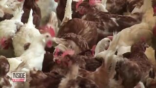 Doctors Try to Calm Bird Flu Fears.
