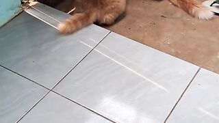 Kucing lucu