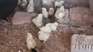 White child ll chicken