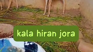 Kala hiron