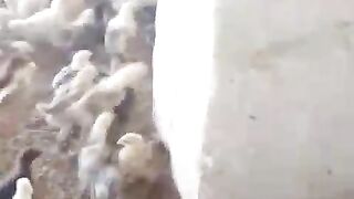 Choozay Jo chotay