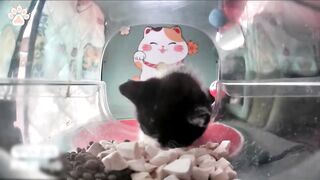 Nom nom nom nom