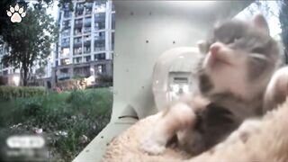 Cute newborn kitty