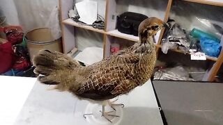 My dead bird  2