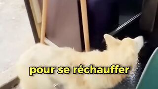 Ce chien errant fuyant le froid se fait rejeter d’un bus puis reçoit un soutien inattendu