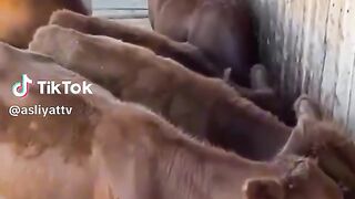 The red cow