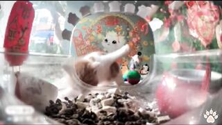 meow~