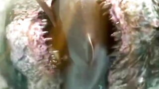 "Unraveling the Mystery of the Megalodon: Ancient Giant Shark Revealed!"