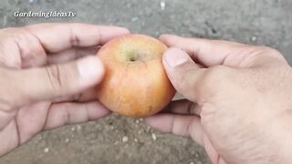 Crazy skills growing apple tree