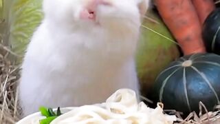 Rabbit eating time ♥️