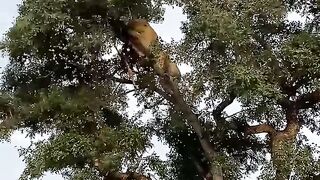Leopard and Lion Fight Over a Carcass in a Tree With Unexpected Ending.