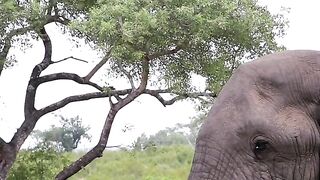 Leopard and Elephant Cross Paths in Rare Encounter!
