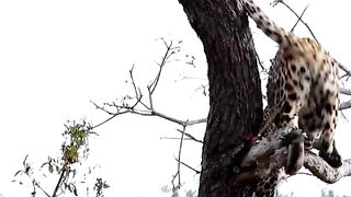 Leopard Descends Tree_ Prepare for the Adorable Surprise Below!