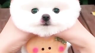 Cute dog