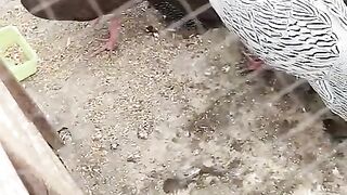 How pretty good bird