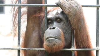 تشاهانسان الغابه كما