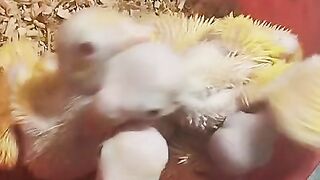 Kis Tara ka parrot
