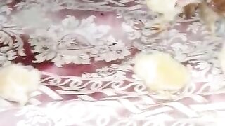 The big carpet