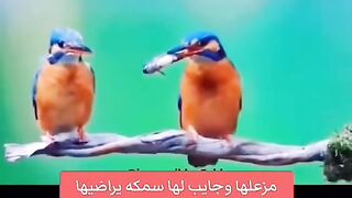 ????????????زعلانة وبده يراضيها