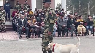 इसको कहते असली Inspiration ???? #shorts #dog #viral #bsf #army #trending