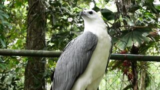 "Feathered Serenades: Enchanting Bird Songs in our Gardens"