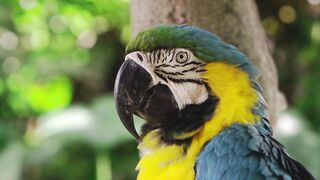 "Avian Serenades: Enchanting Bird Songs in the Wild"