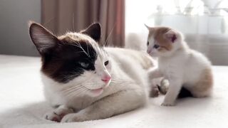 Dad cat ignores Tiny kitten (try not to laugh )