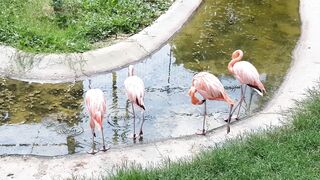 "Nature's Melodies: Captivating Bird Songs"