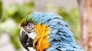 "Harmonious Flight: Enchanting Bird Songs in the Wild"