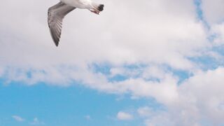 "Melodic Wings: Captivating Bird Songs in Nature"