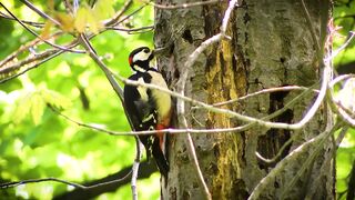 "Wild Harmony: Enchanting Bird Songs"