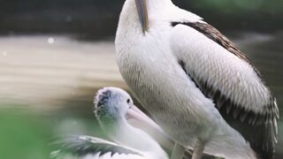 "Nature's Chorus: Captivating Bird Songs"