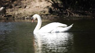 "Wild Melodies: Enchanting Bird Songs"