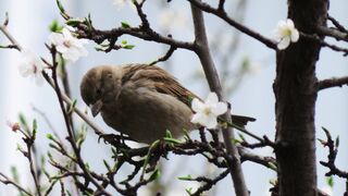 "Feathered Serenades: Enchanting Bird Melodies"