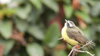 "Nature's Anthem: Enchanting Bird Songs"