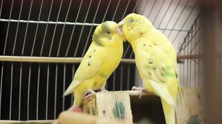 "Songbirds in Harmony: Enchanting Melodies"