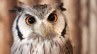 "Whispers of Wings: Captivating Bird Songs"