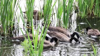 "Wild Serenades: Enchanting Bird Calls"