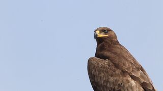 "Melodic Flights: Captivating Bird Songs"
